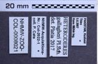 Etiketten zu Heteroderes gallagheri (NHMW-ZOO-COL-0008021)